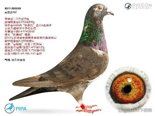 红鸽子一般人养不了 红鸽子一般人养不了