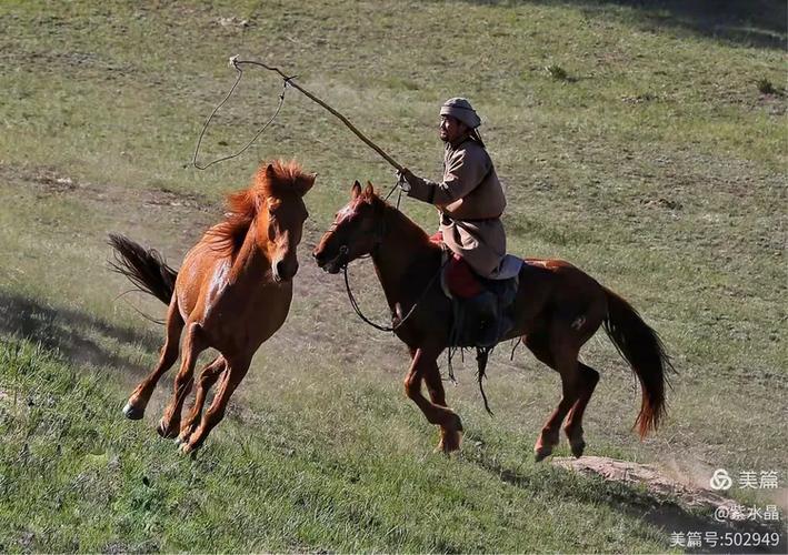 套汉子马比喻什么人截图2