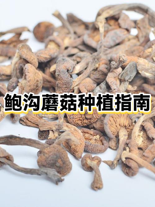 如何种植巨型蘑菇