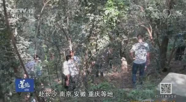 打死一只野鸡能定什么罪