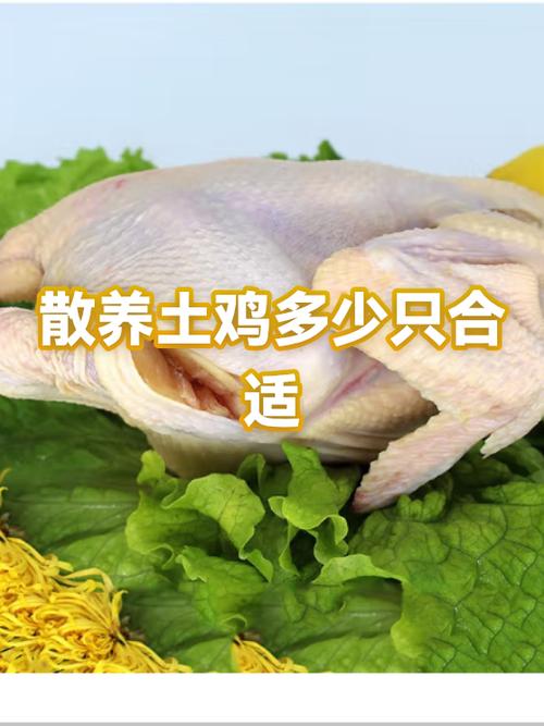 散养鸡2000只一年利润多少
