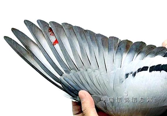 超级种鸽翅膀图片特征