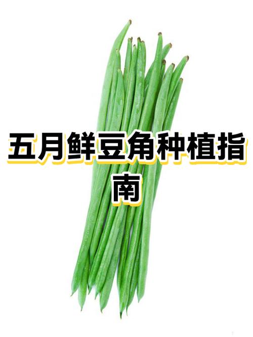 豆角什么时候种植