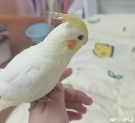 怎么跟玄凤鸟一起玩