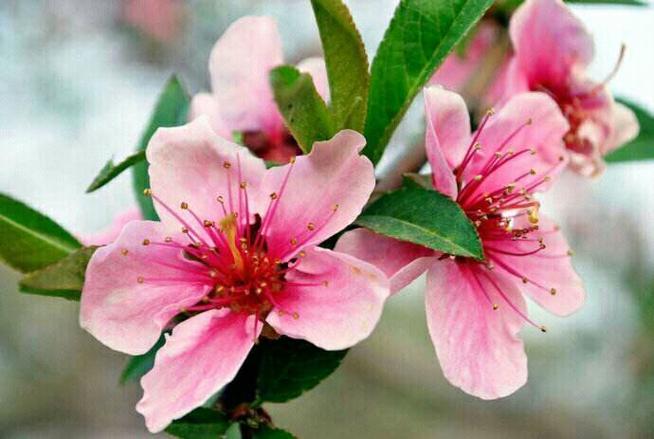 含有“情”字的飞花令