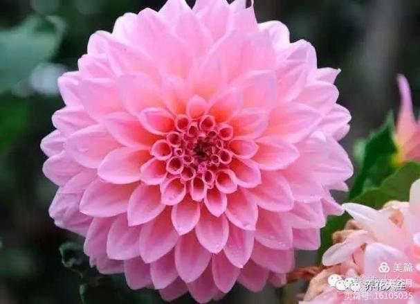 琪花瑶草寓意