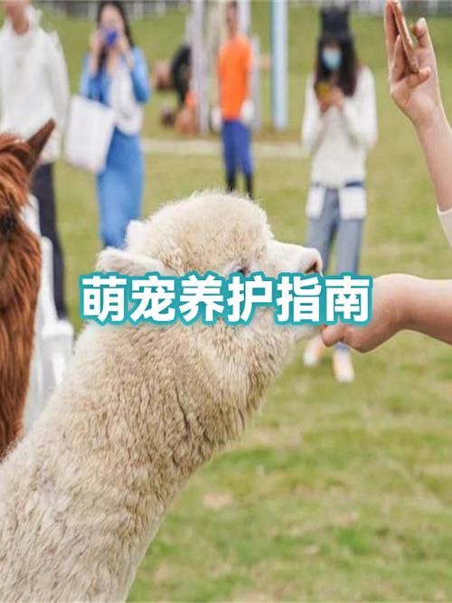 兔子好养还是鸡好养