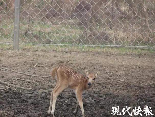 麋鹿网拍截图3