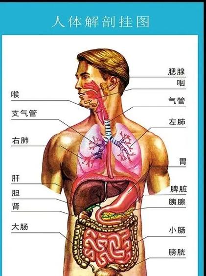 人体结构图 人体结构图