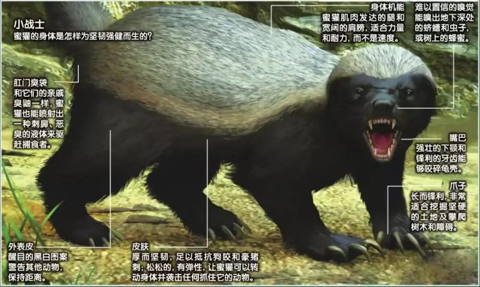 蜜獾最害怕四个东西 蜜獾最害怕四个东西