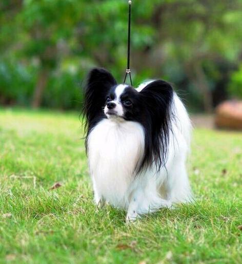 正宗蝴蝶犬图片