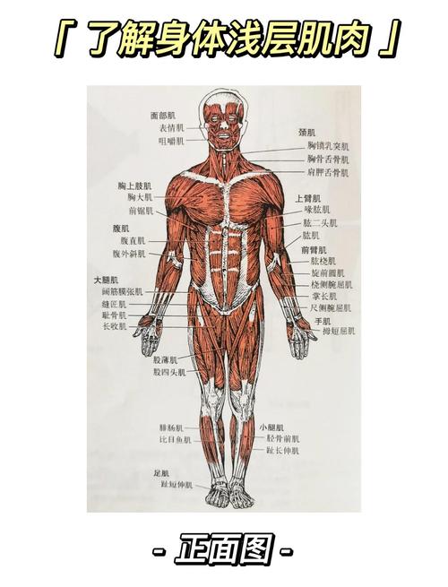 人体大筋结构图