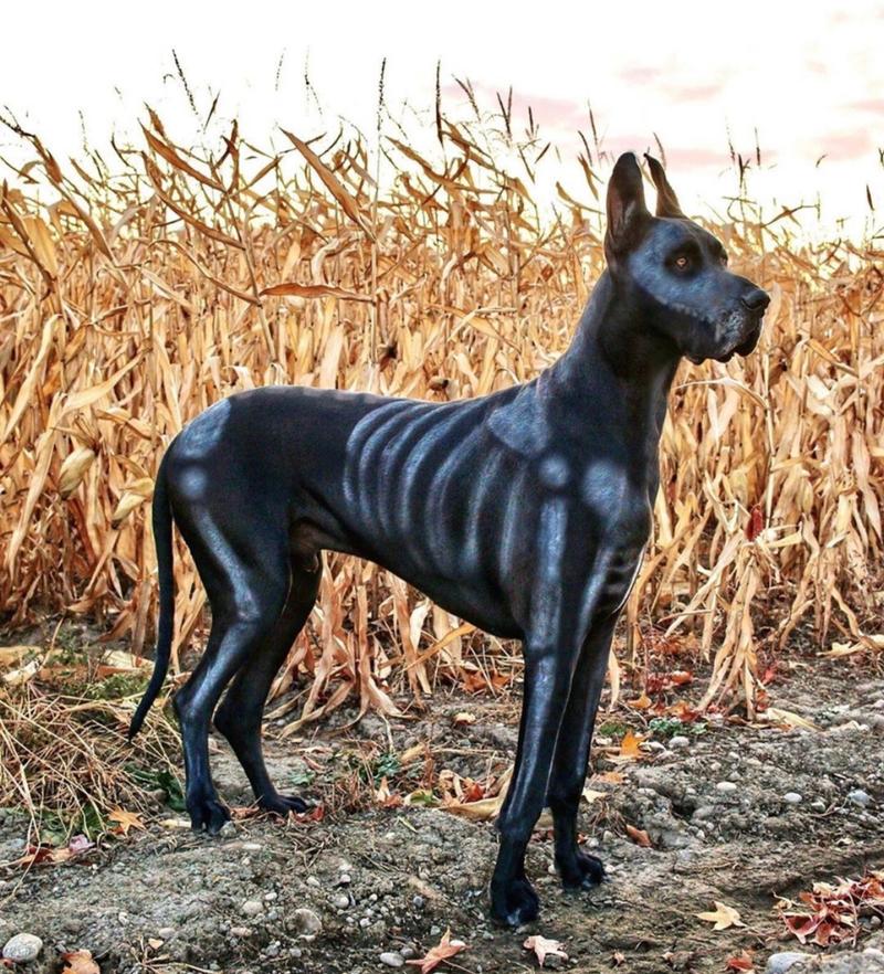 地狱之犬截图3