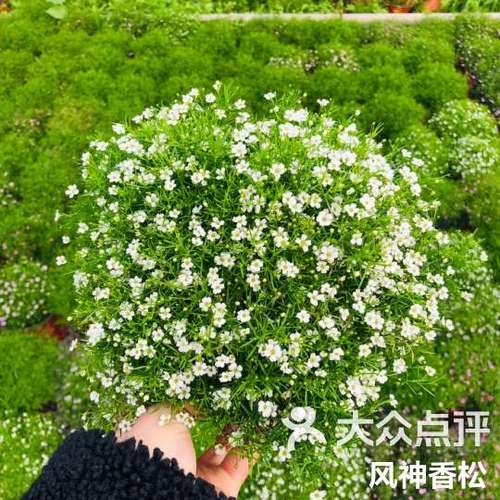 满天星需要天天换水吗