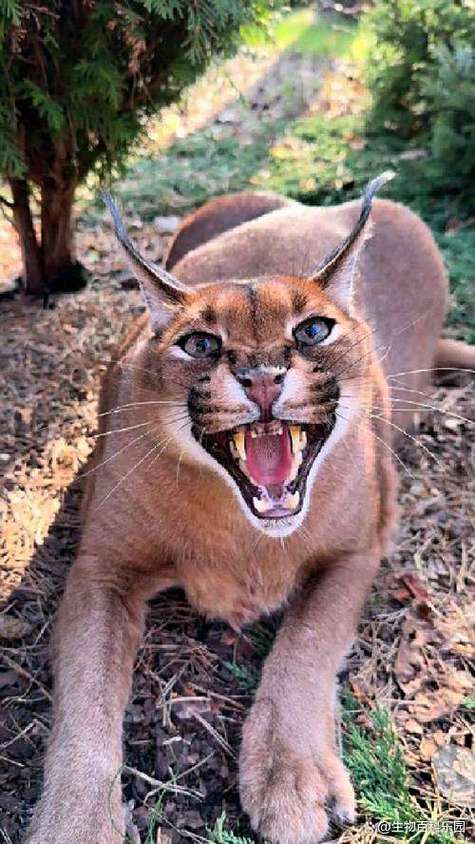 十大凶猛猫排名