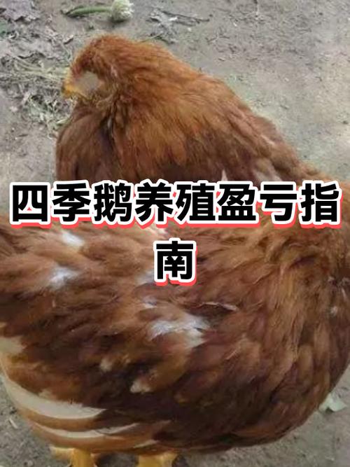 养100只鹅一年利润