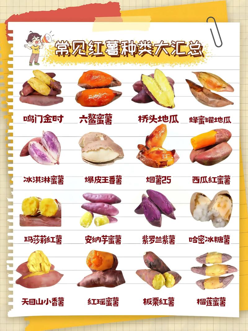 地瓜的品种介绍
