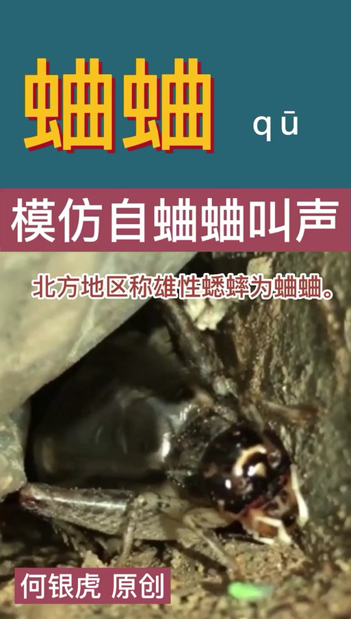 蛐蛐叫声