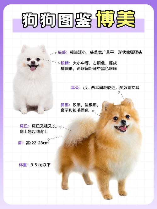 正宗博美犬长什么样