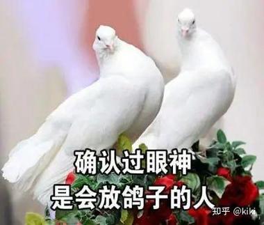 鸽子用来比喻什么人截图2