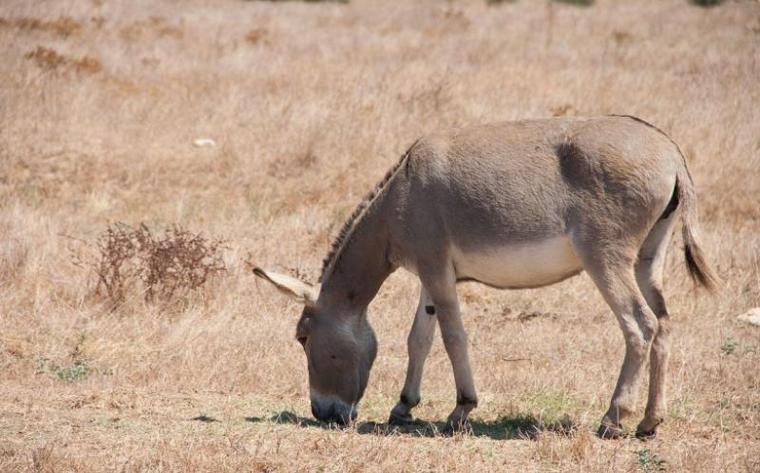 骡子繁殖后代成功 骡子繁殖后代成功