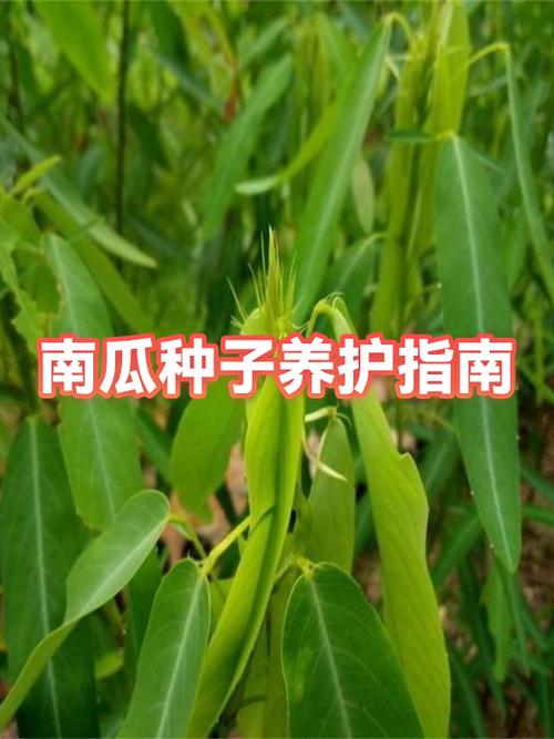 南瓜可以自己留种吗