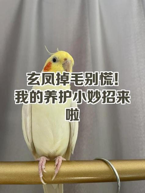 玄凤怎么养才能养好