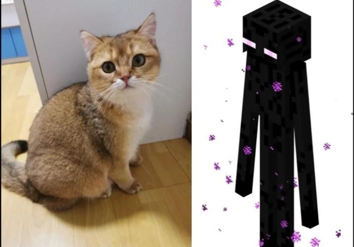 末影猫