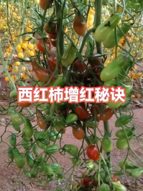 如何让西红柿快速变红