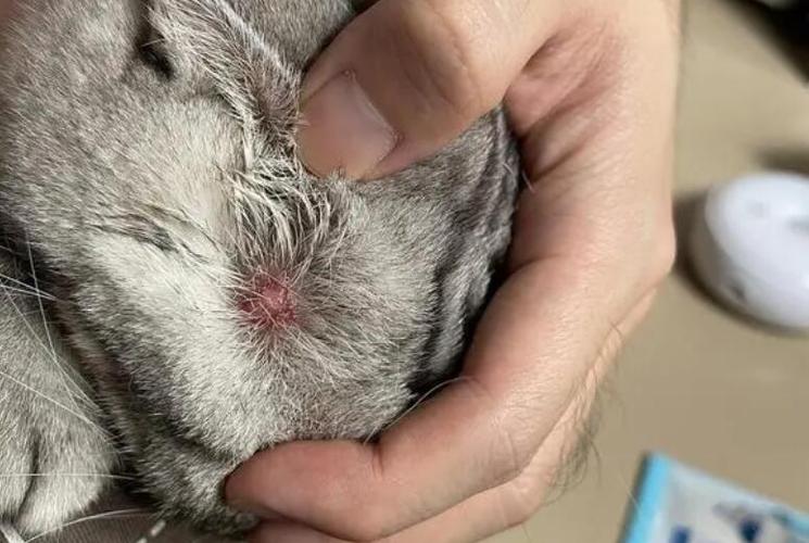 猫咪腿上有硬结痂