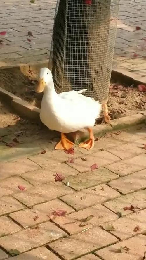 四条腿图片