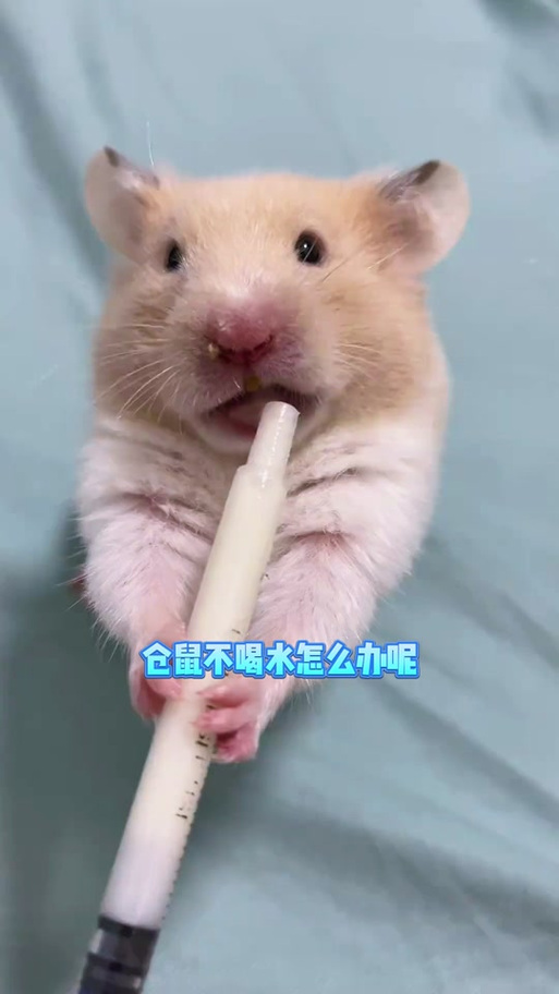 仓鼠一天不喝水可以吗
