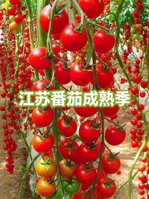 4月番茄应季吗