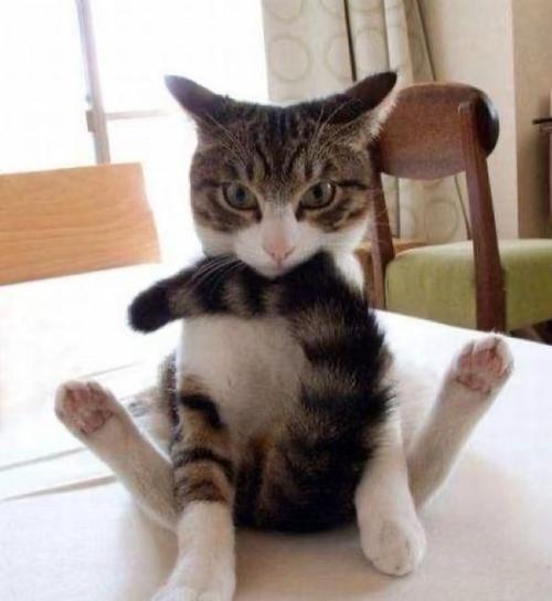 猫咪知道自己可爱吗为什么