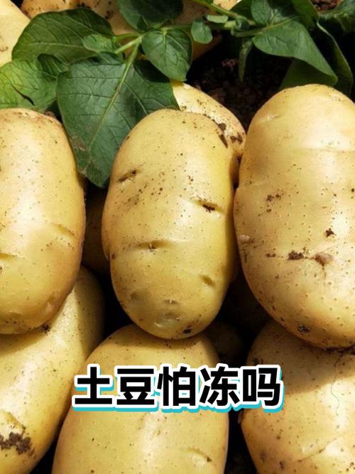 士豆冻了可以吃吗