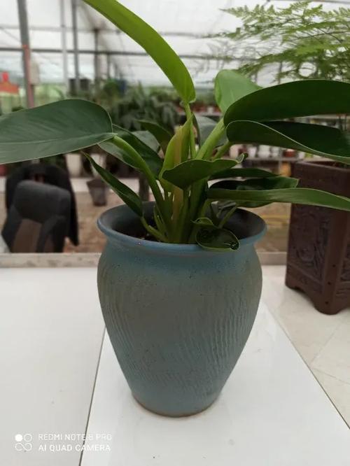 绿钻用深盆还是浅盆好