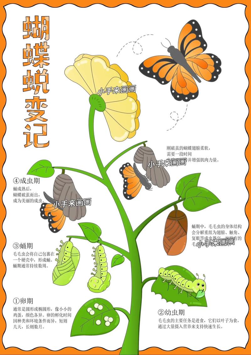 蝴蝶是怎么变出来的视频