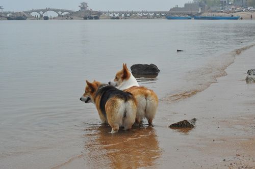 开心家族犬舍