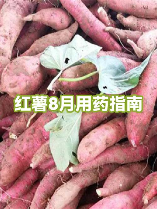 红薯洗过后可以放多久