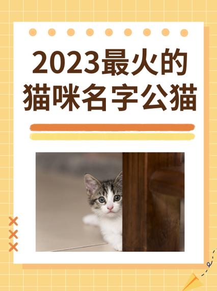 女猫咪名字创意 女猫咪名字创意