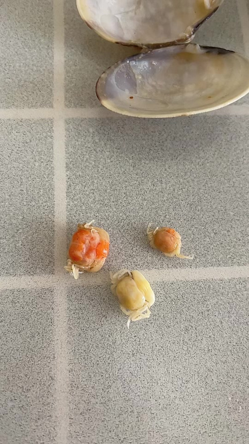 小螃蟹能全吃吗