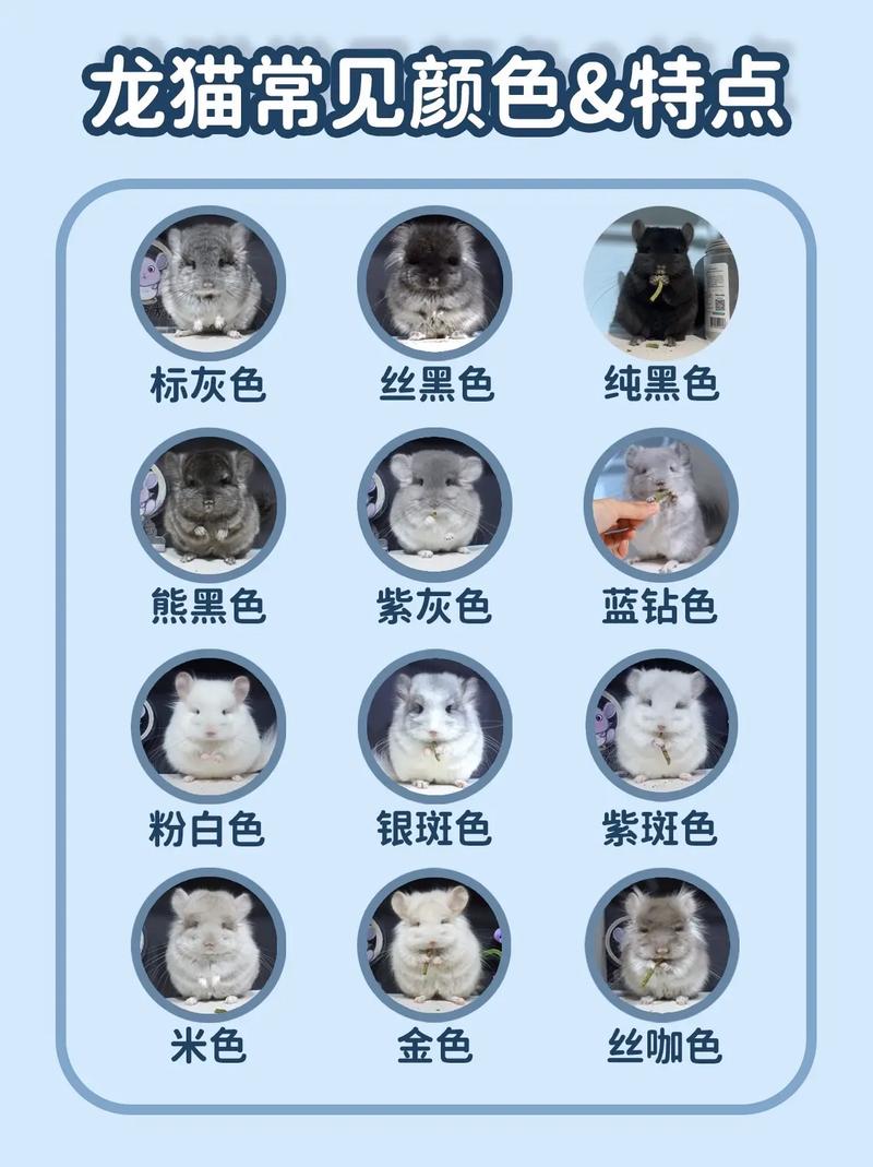 龙猫最贵三个颜色截图2