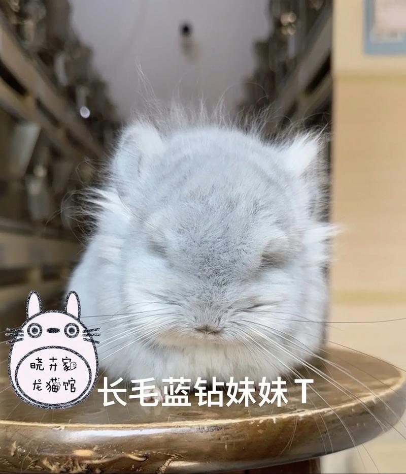 龙猫最贵三个颜色截图3