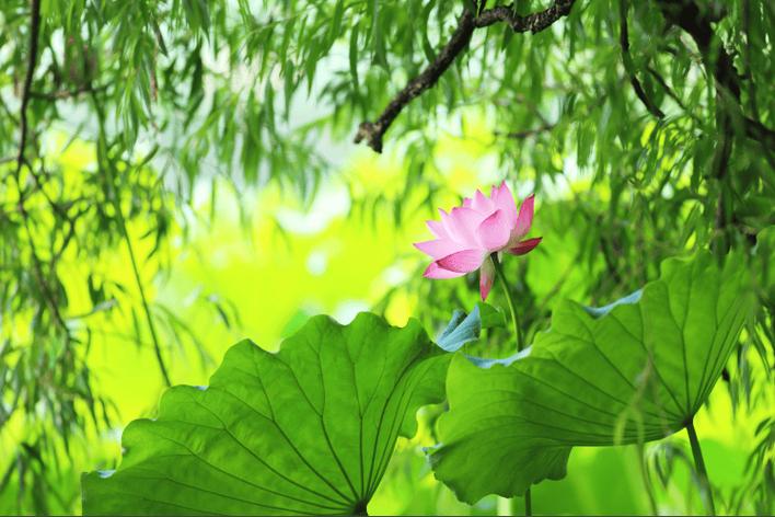 采荷花的诗句