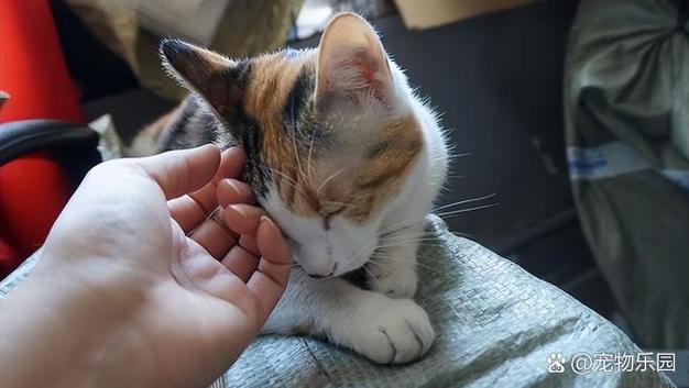 猫咪总是蹭你的手是什么意思