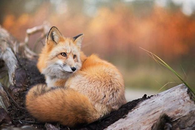 fox狐狸 fox狐狸