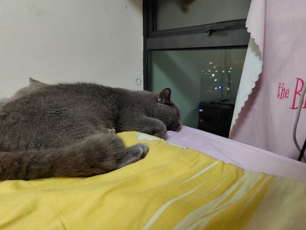 猫咪吐白水