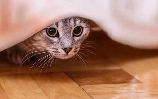 猫咪吐白水截图3