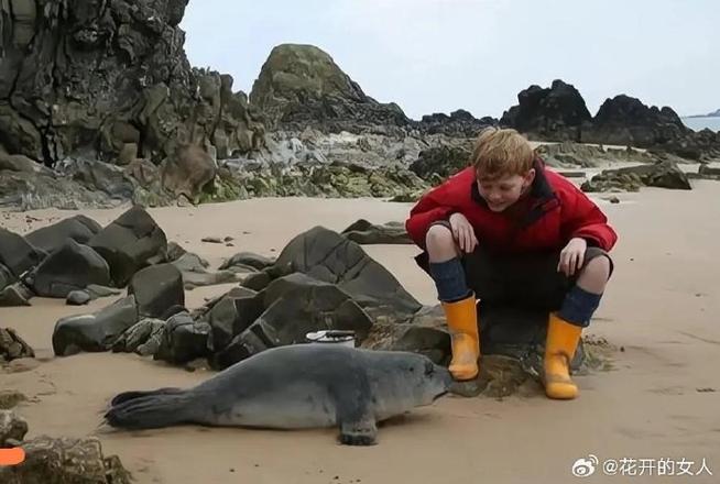 喜欢海豹的人的性格