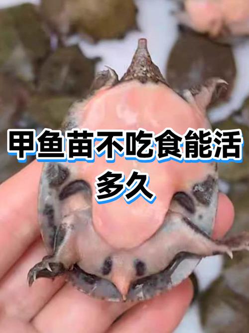 甲鱼可以活多久